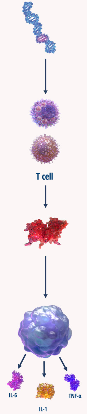 Graphical steps of IFNγ activating a macrophage to release cytokines. Genetic trigger highlighted