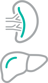 Liver and spleen icon