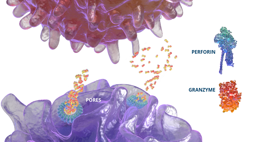 Graphic showing perforin and granzyme function