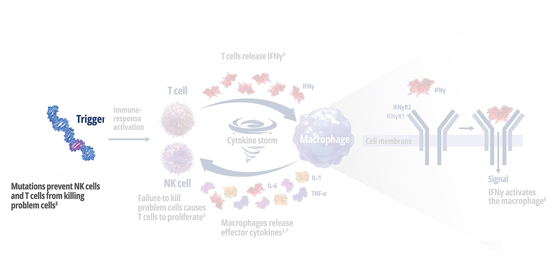 Stage 1 - In primary HLH, genetic mutations prevent perforin pore formation needed for cell lysis.