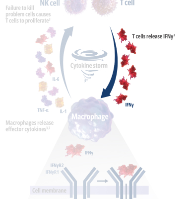 Stage 3 - Activated macrophages release even more T cell and inflammatory cytokines—most notably IFNγ.