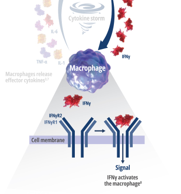 Stage 4 - Once IFNγ is released, it binds directly to the macrophage’s cell receptors.