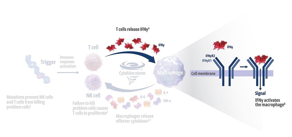 Stage 4 - Once IFNγ is released, it binds directly to the macrophage’s cell receptors.