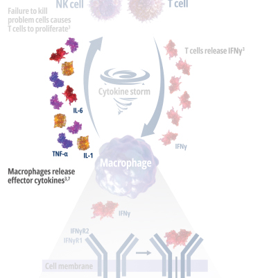 Stage 5 - The activated macrophage releases even more cytokines, such as TNF, IL-1, and IL-6. This dangerous cycle leads to the hyperinflammatory symptoms of primary HLH.