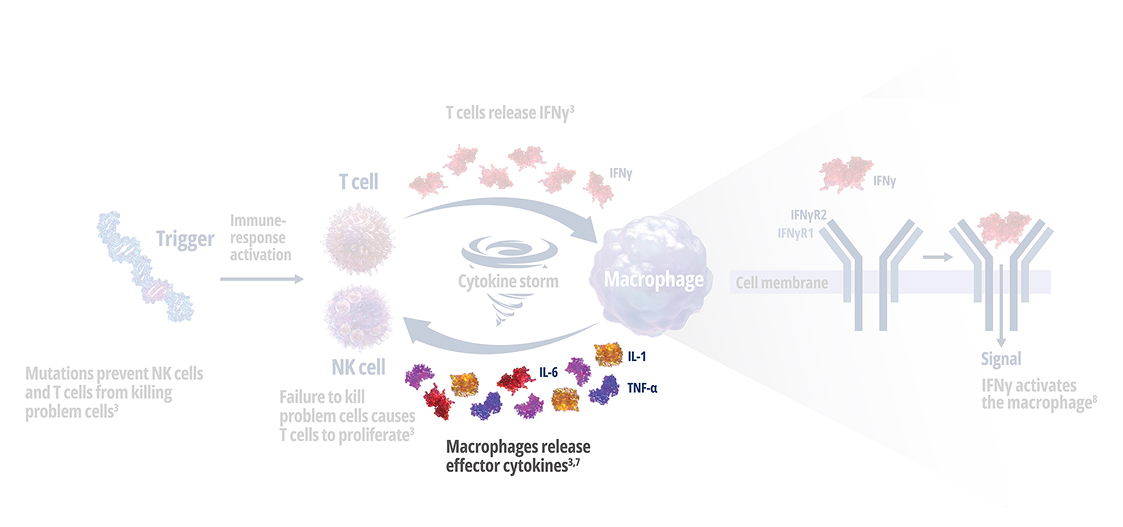 Stage 5 - The activated macrophage releases even more cytokines, such as TNF, IL-1, and IL-6. This dangerous cycle leads to the hyperinflammatory symptoms of primary HLH.