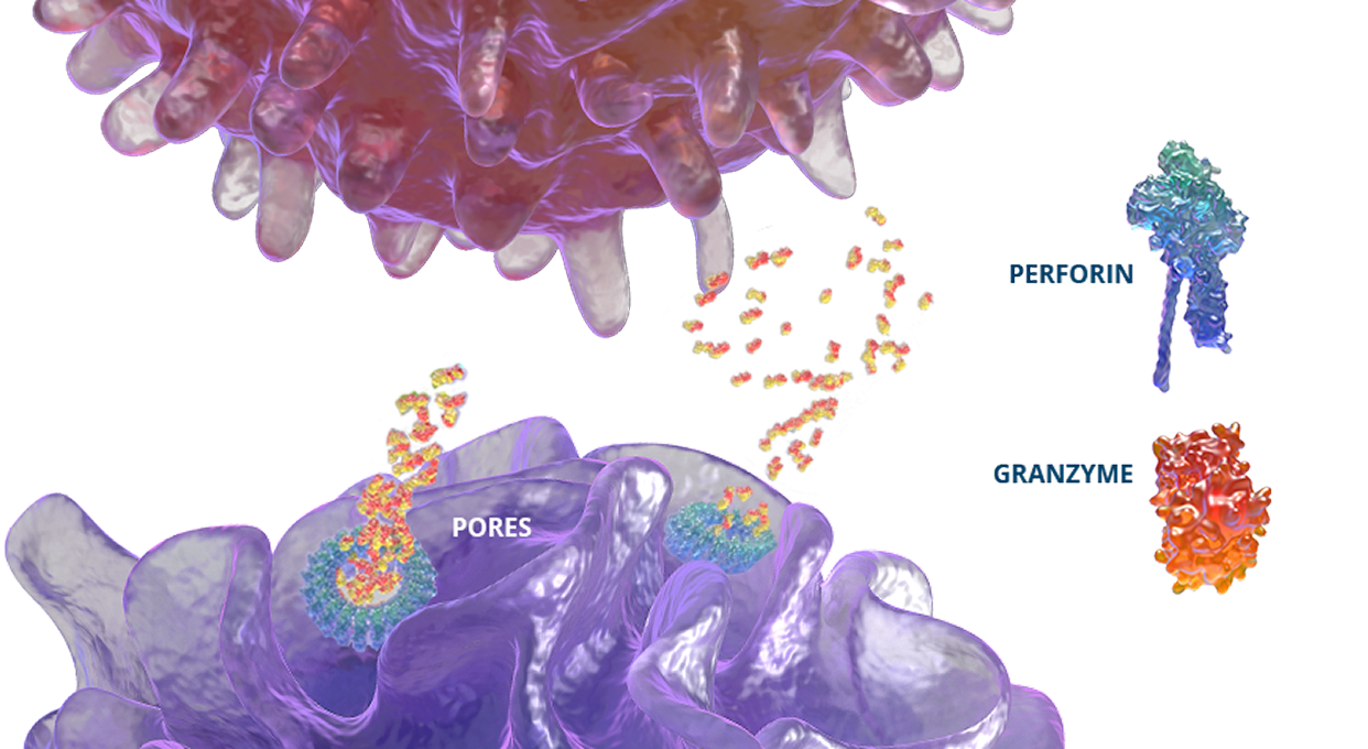 Graphic showing how primary HLH, genetic mutations prevent perforin pore formation needed for cell lysis.