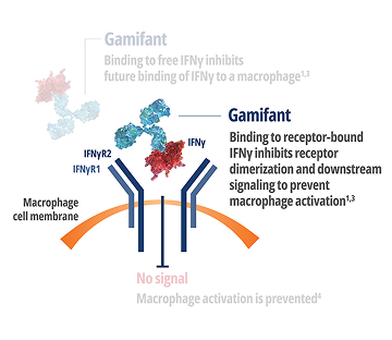 Gamifant – Binding to receptor-bound IFNy inhibits receptor dimerization and downstream signaling to prevent macrophage activation