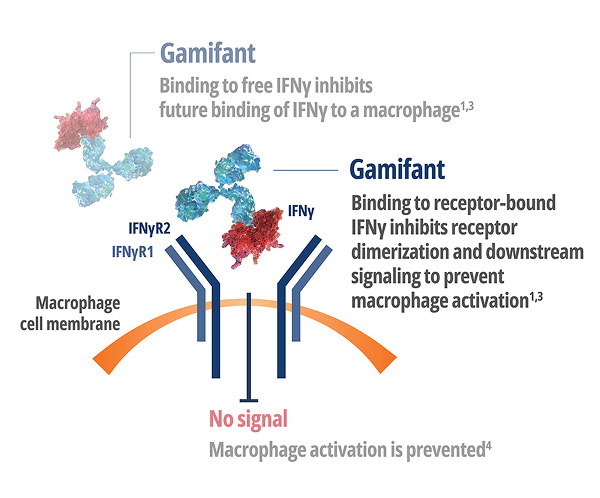 Gamifant – Binding to receptor-bound IFNy inhibits receptor dimerization and downstream signaling to prevent macrophage activation