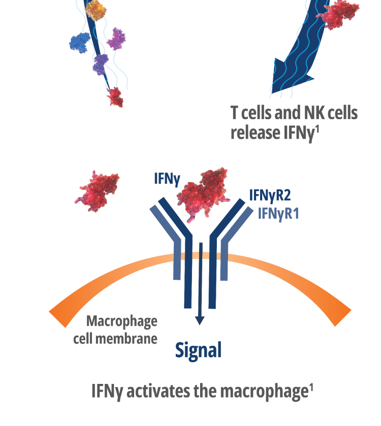 ifny step 4