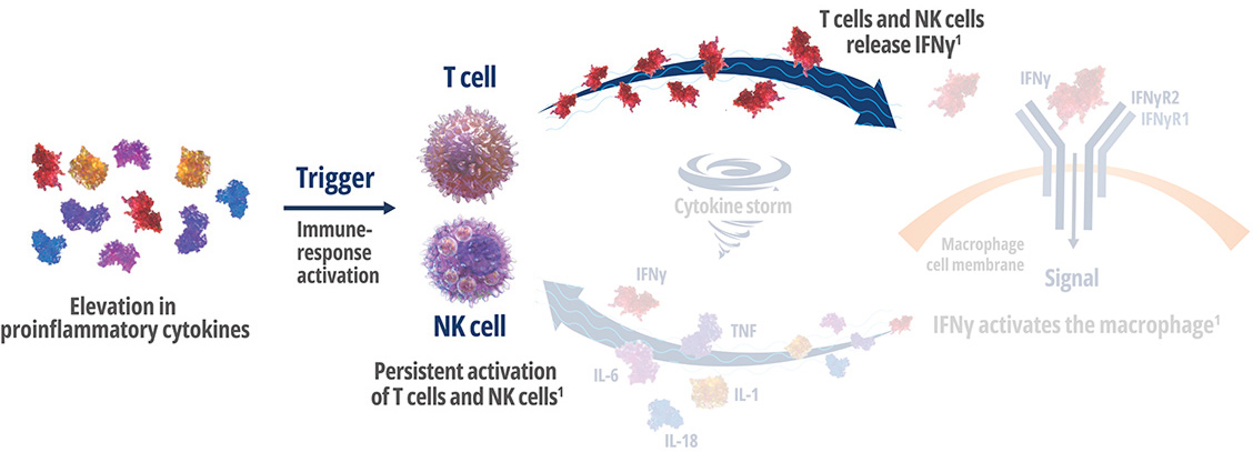 Medical diagram showing IFNγ pathway with T cells, NK cells, and macrophage activation in inflammatory response