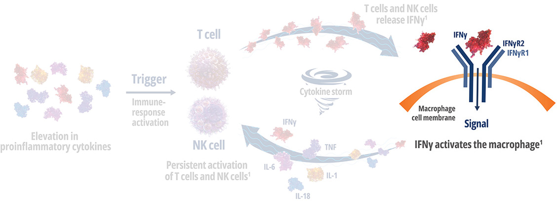 Medical diagram of IFNγ mechanism showing cellular interactions and macrophage activation process