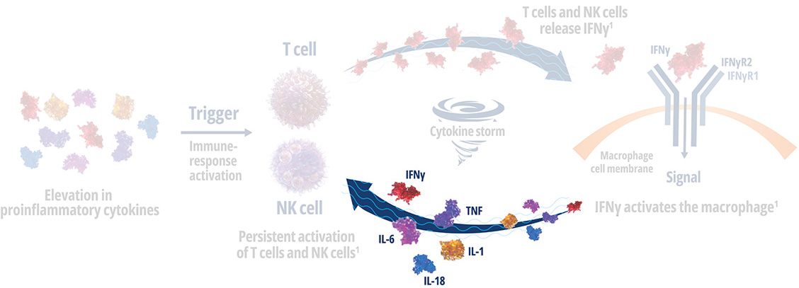 Medical diagram depicting IFNγ signaling pathway and its role in immune cell activation and inflammation