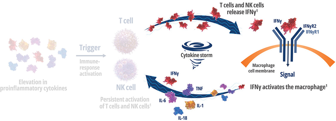 IFNγ pathway diagram showing T cells, NK cells, and macrophage activation in immune response