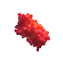 IFNY macrophage