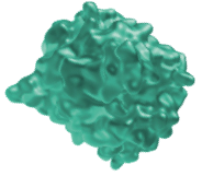 CXCL9 Image