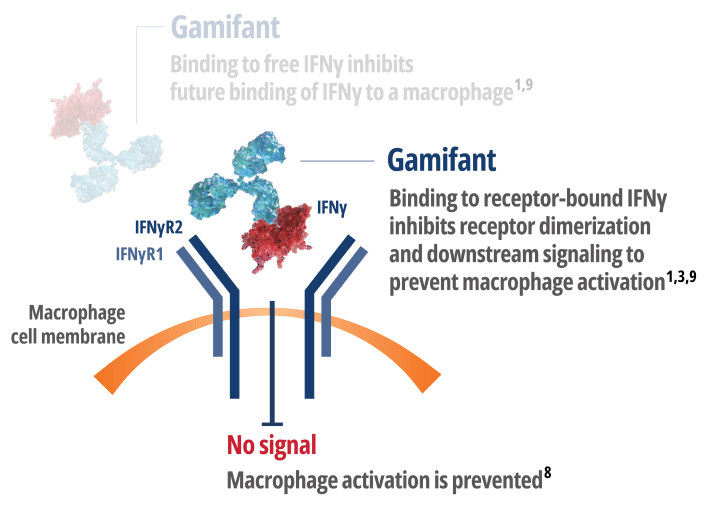 Gamifant binding to Interferon Gamma (IFNy) bound