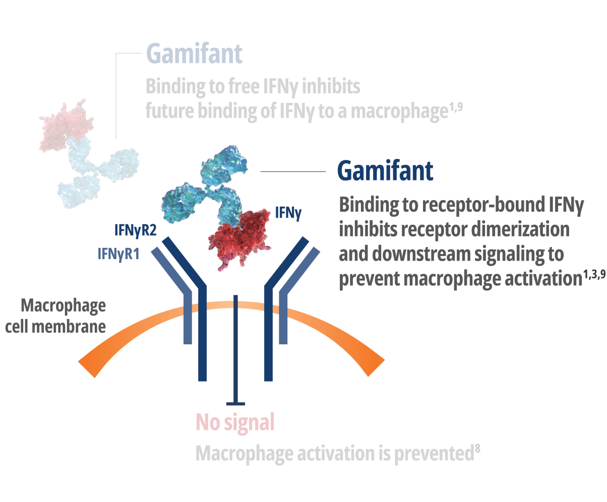 Gamifant binding to Interferon Gamma (IFNy) bound