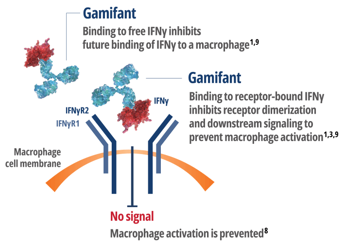 Gammifant binding to Interferon Gamma (IFNy)