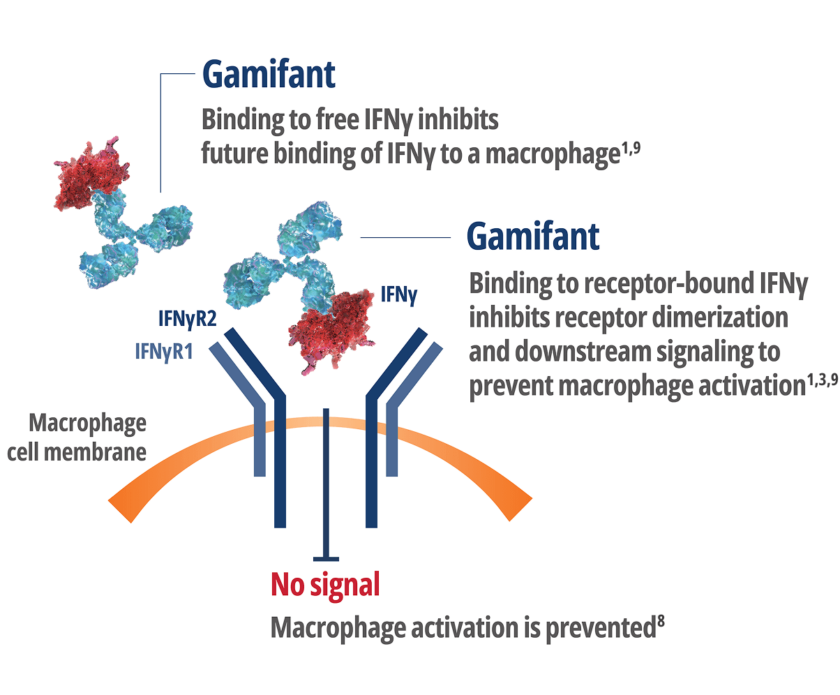Gammifant binding to Interferon Gamma (IFNy)