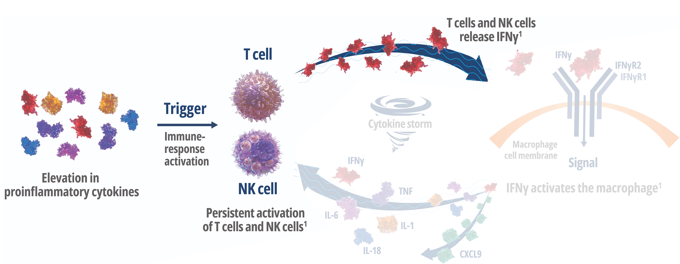How Interferon Gamma Drives Macrophage Activation and Hyperinflammation – Frame 1