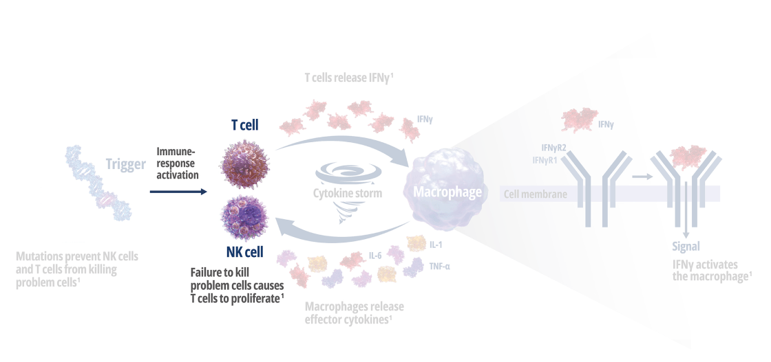 How Interferon Gamma Drives Macrophage Activation and Hyperinflammation – Frame 2