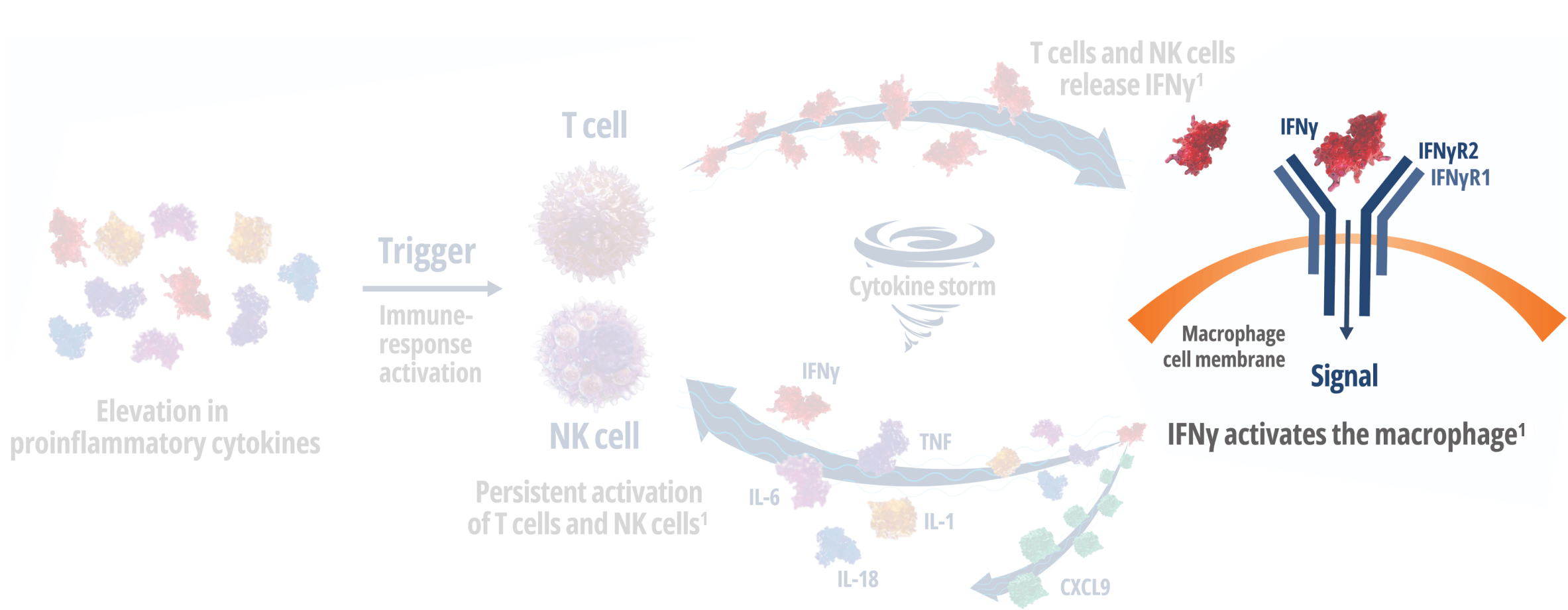 How Interferon Gamma Drives Macrophage Activation and Hyperinflammation – Frame 2