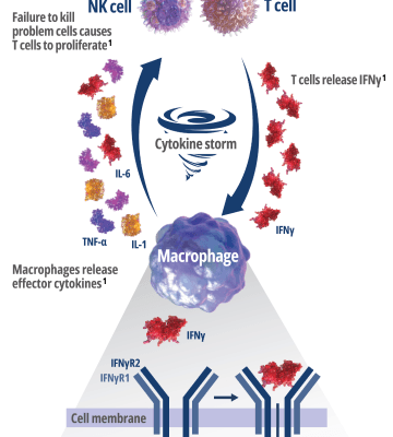 How Interferon Gamma Drives Macrophage Activation and Hyperinflammation – Frame 3