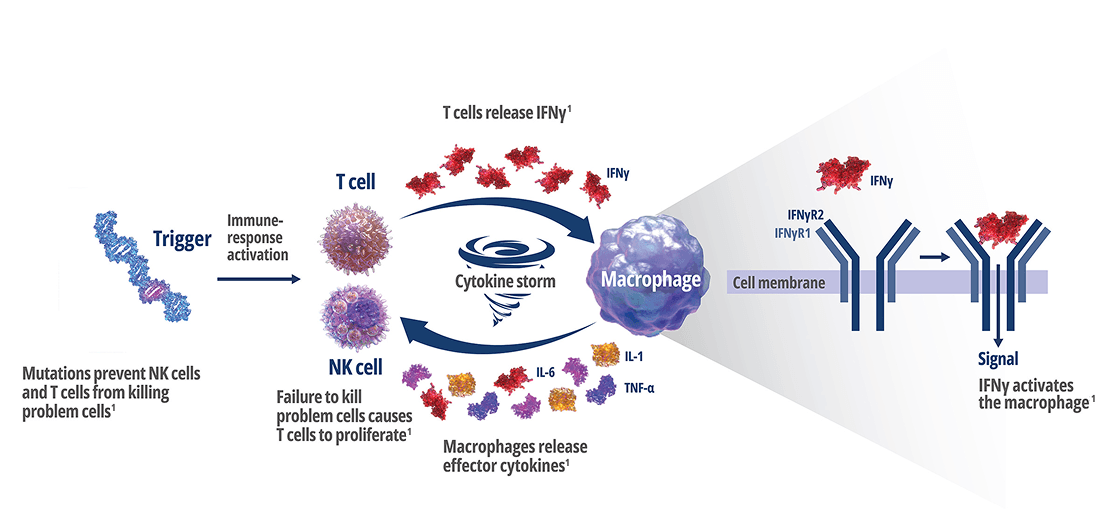 How Interferon Gamma Drives Macrophage Activation and Hyperinflammation – Frame 3
