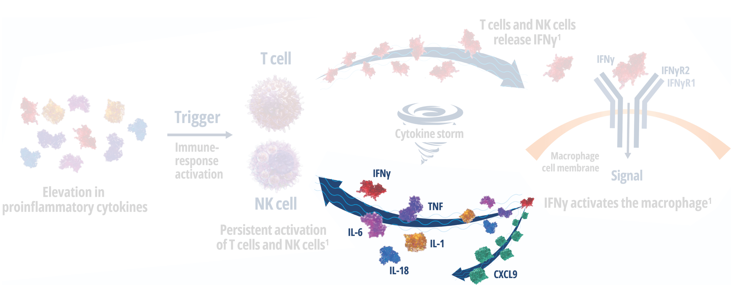 How Interferon Gamma Drives Macrophage Activation and Hyperinflammation – Frame 3