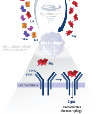 How Interferon Gamma Drives Macrophage Activation and Hyperinflammation – Frame 4