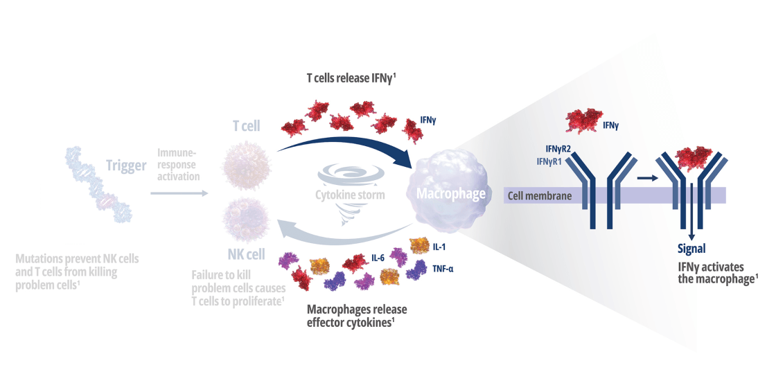 How Interferon Gamma Drives Macrophage Activation and Hyperinflammation – Frame 4
