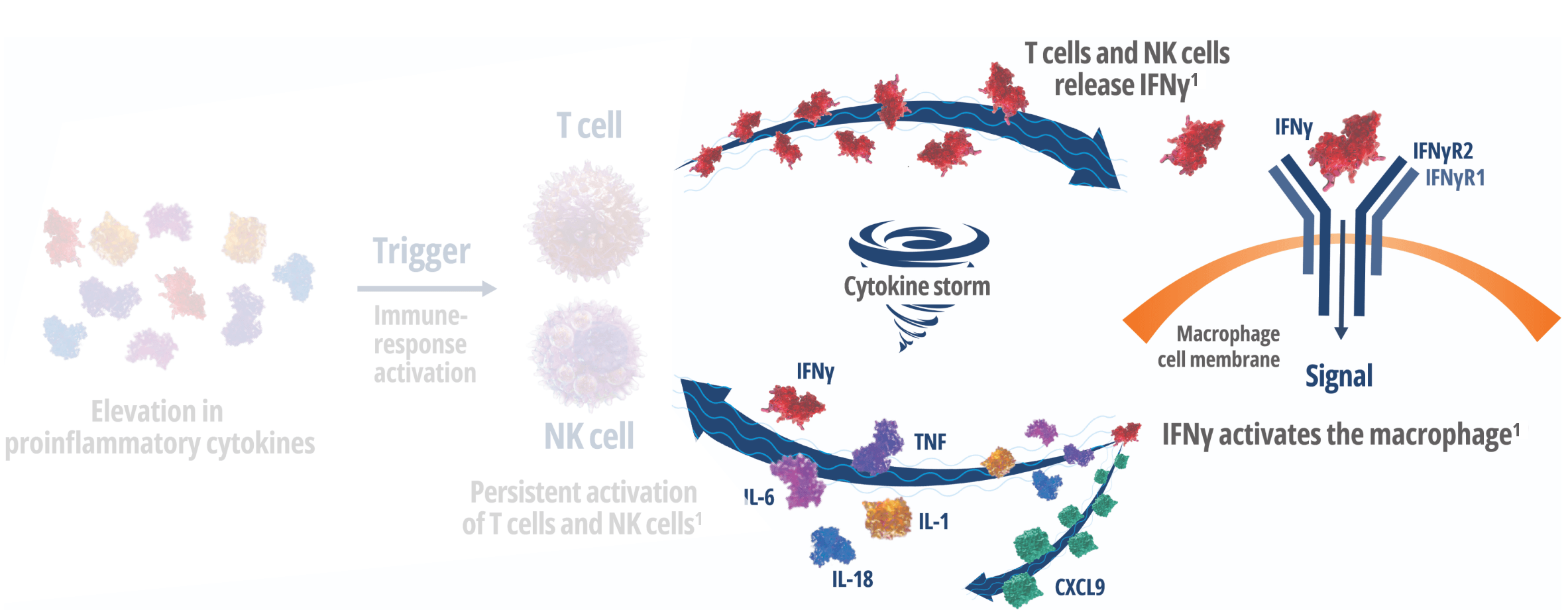 How Interferon Gamma Drives Macrophage Activation and Hyperinflammation – Frame 4