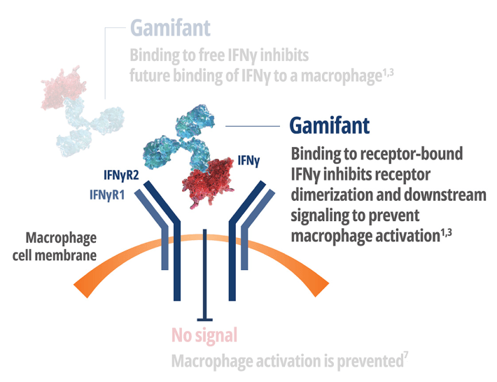 Gamifant binding to Interferon Gamma (IFNy) bound