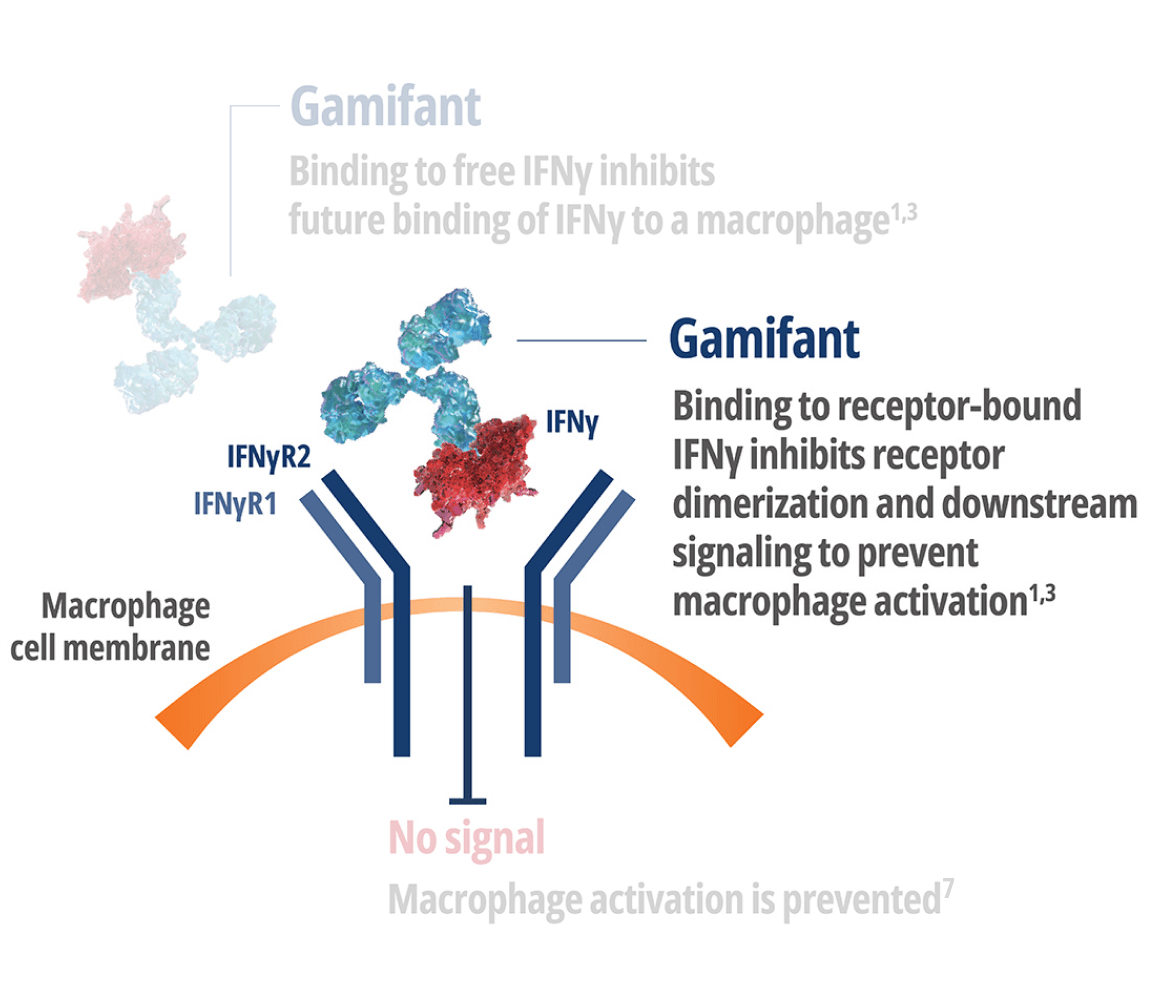 Gamifant binding to Interferon Gamma (IFNy) bound