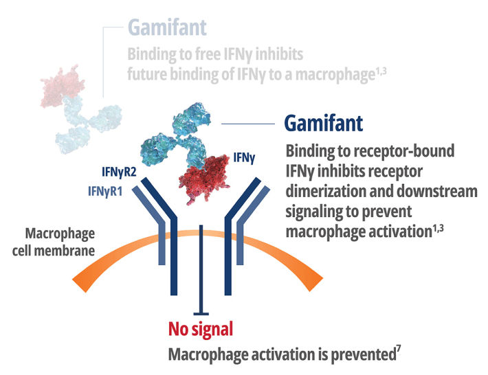 Gammifant binding to Interferon Gamma (IFNy)